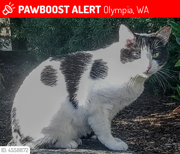 Lost Female Cat  in Olympia  WA  98501 Named Tweety ID 