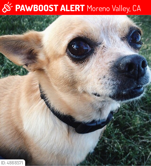 Lost Male Dog in Moreno Valley, CA 92557 Named Peito (ID: 4868571