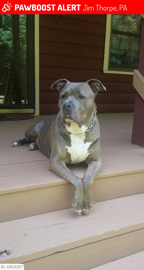 Lost Male Dog in Jim Thorpe, PA 18229 Named Ares (ID: 4869207) | PawBoost