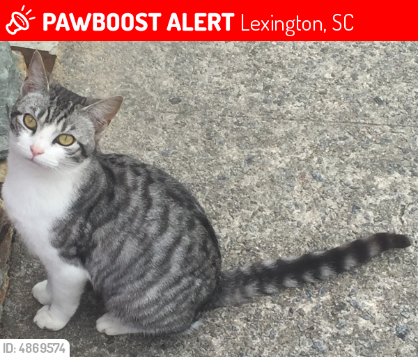 Lost Female Cat in Lexington, SC 29072 Named Pickle (ID 4869574