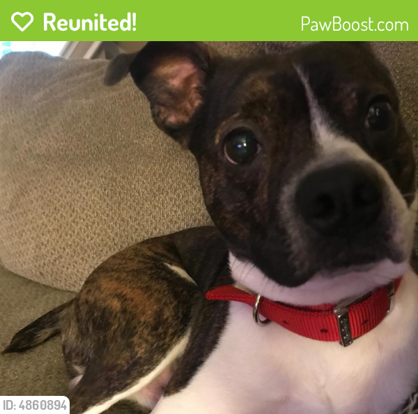 Reunited Male Dog in Greenville, SC 29609 (ID 4860894) PawBoost