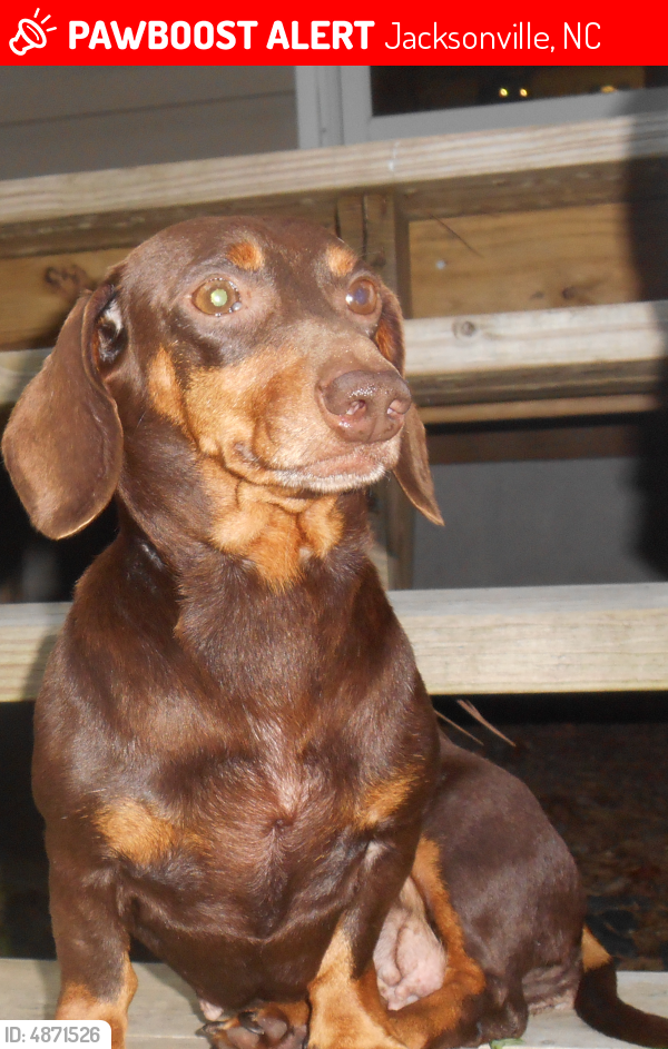 Lost Female Dog in Jacksonville, NC 28540 Named Earnestine (ID: 4871526) | PawBoost