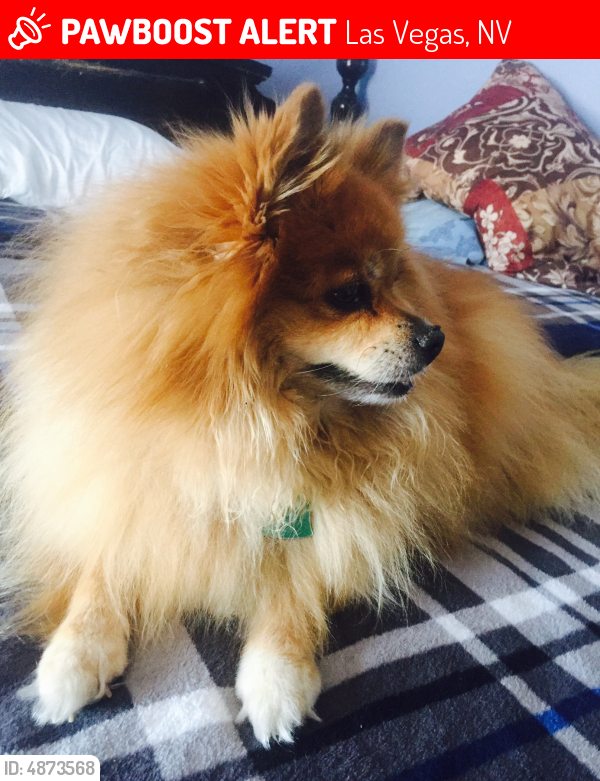 Lost Female Dog in Las Vegas, NV 89118 Named Koda (ID ...