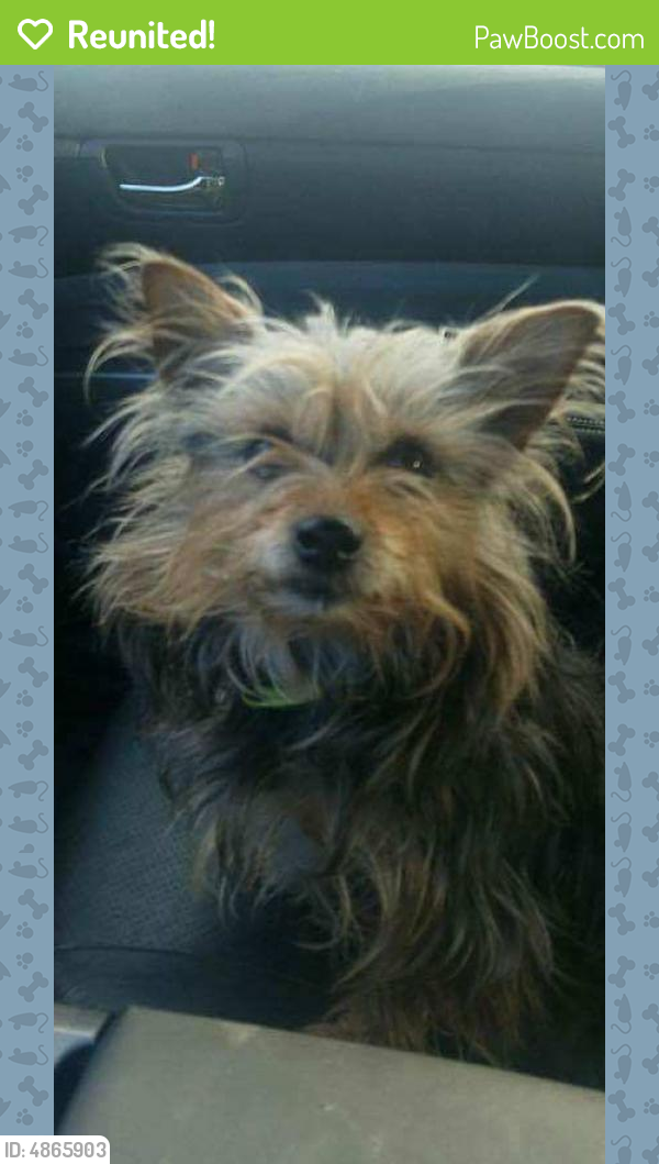 Reunited Female Dog in Reno, NV 89519 (ID 4865903) PawBoost