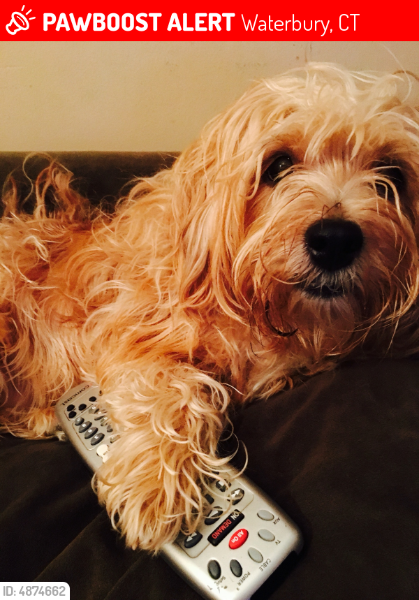 Lost Female Dog in Waterbury, CT 06710 Named Lia (ID 4874662) PawBoost