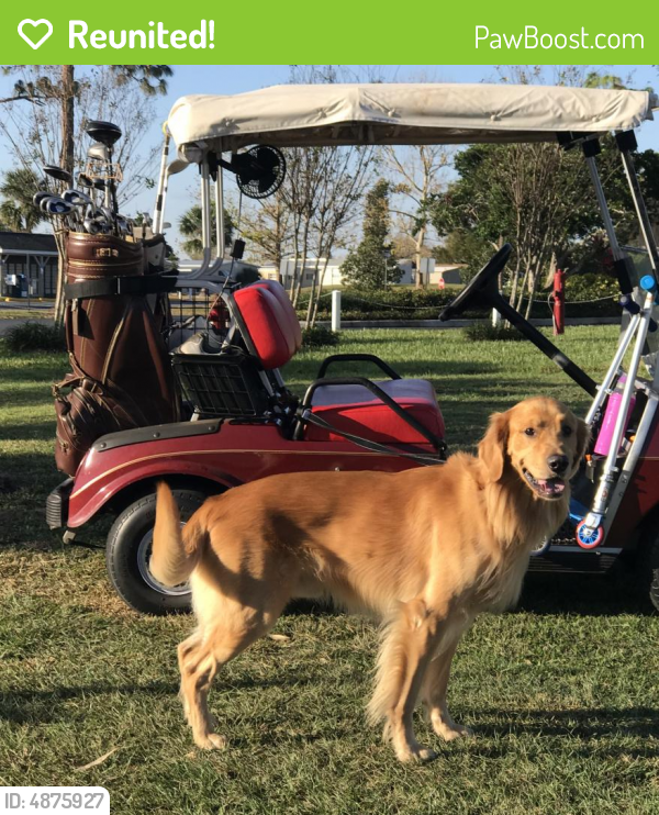 Reunited Male Dog in Lakeland, FL 33805 (ID 4875927) PawBoost