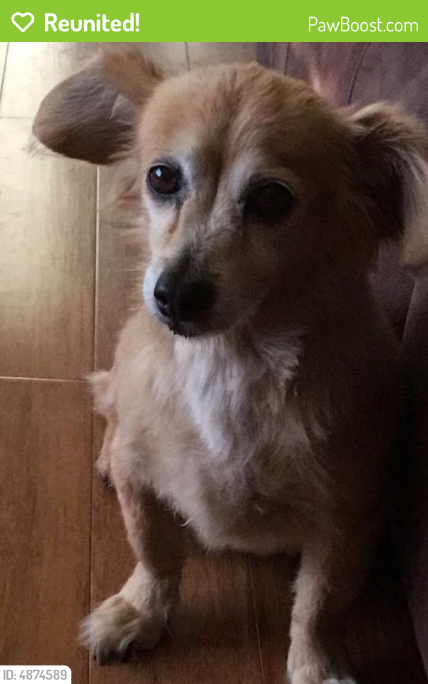 Reunited Female Dog in Las Vegas, NV 89142 (ID 4874589) PawBoost