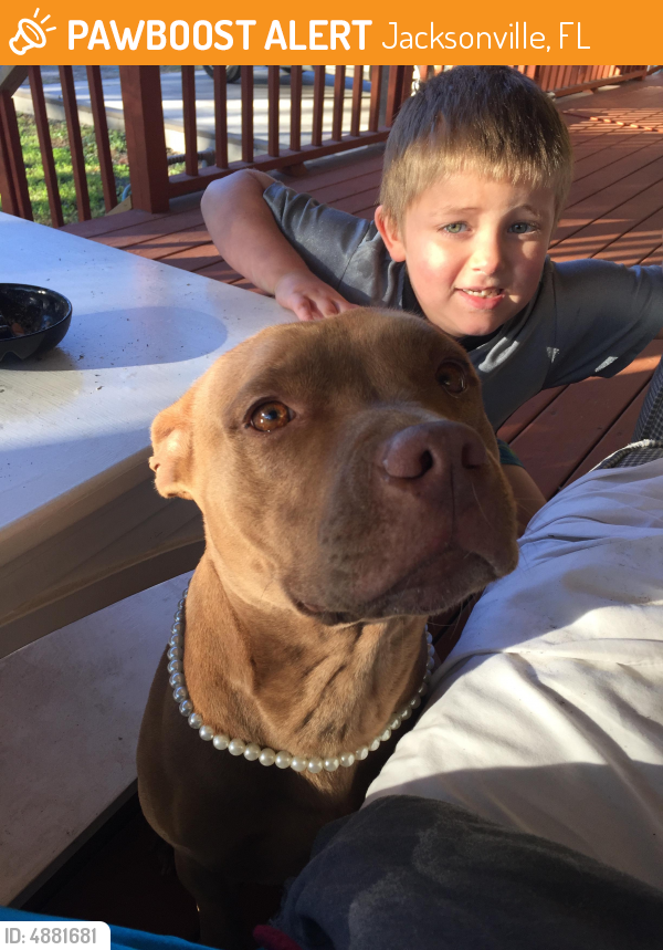 Found/Stray Female Dog in Jacksonville, FL 32204 (ID 4881681) PawBoost