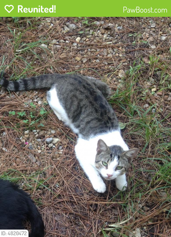 Reunited Male Cat in Lafayette, LA 70506 (ID 4820472) PawBoost