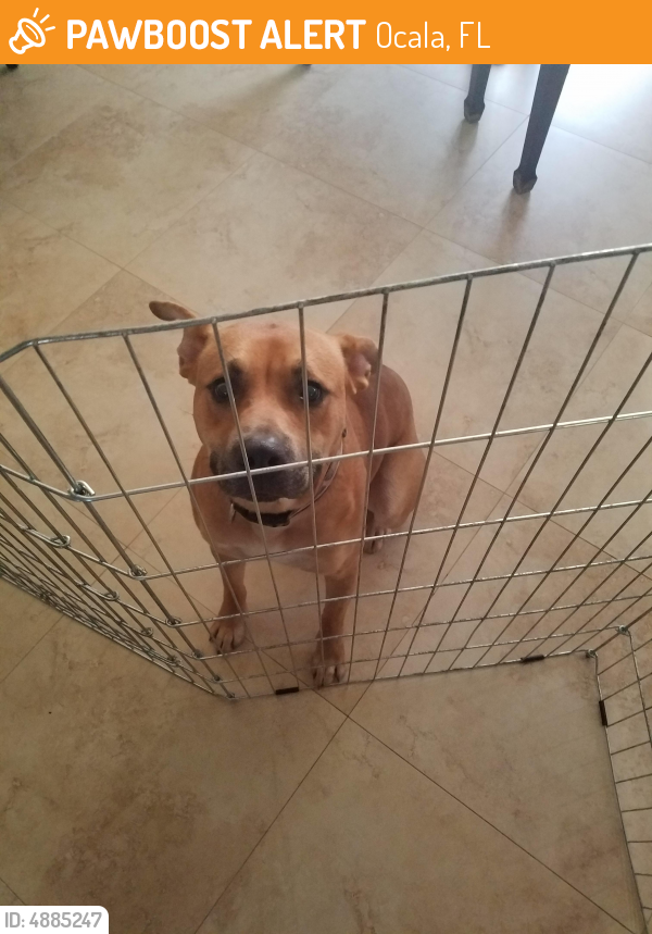 Found/Stray Male Dog in Ocala, FL 34476 (ID: 4885247 ...