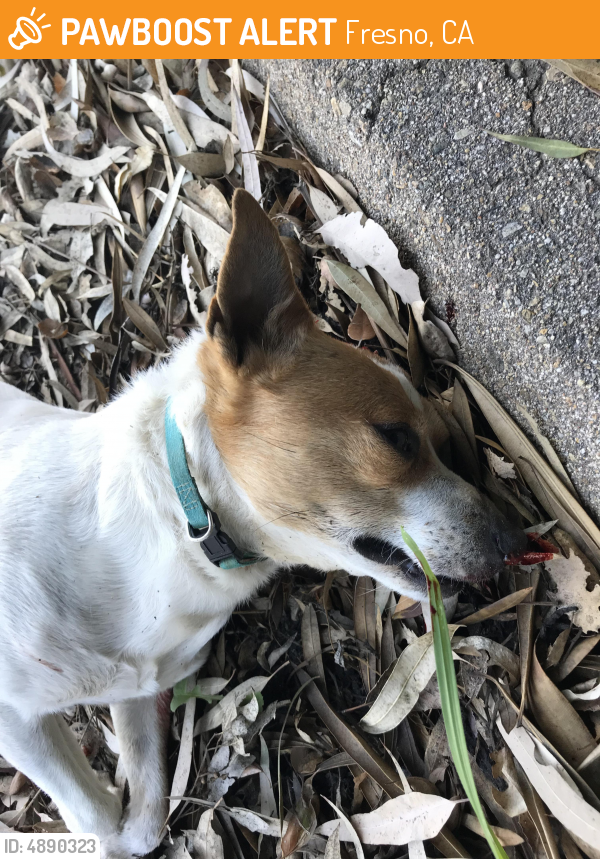 Found/Stray Male Dog in Fresno, CA 93727 (ID 4890323) PawBoost