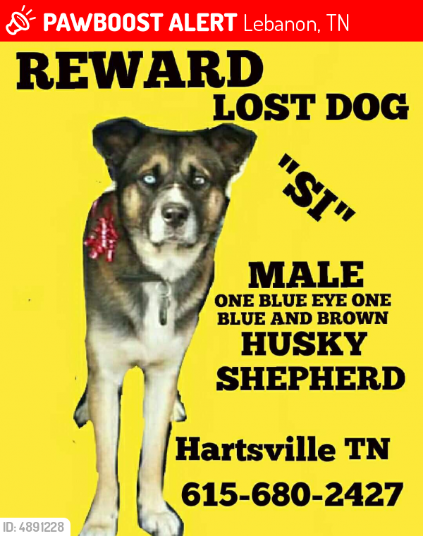 Lost Male Dog in Lebanon, TN 37087 Named Si (ID 4891228) PawBoost