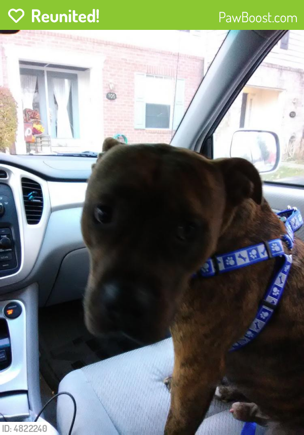 Reunited Male Dog in Frederick, MD 21703 (ID 4822240) PawBoost