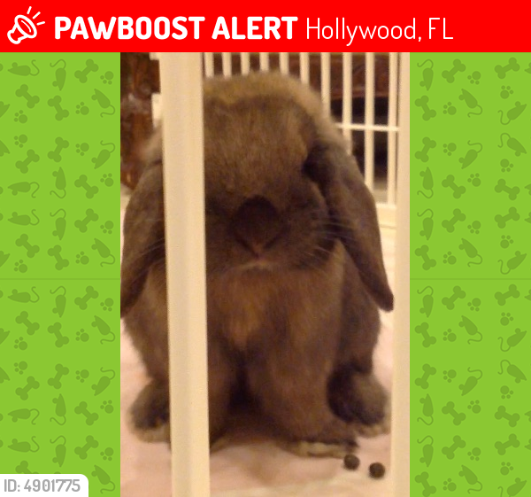 Lost Male Rabbit in Hollywood, FL 33009 Named Cuddles (ID 4901775