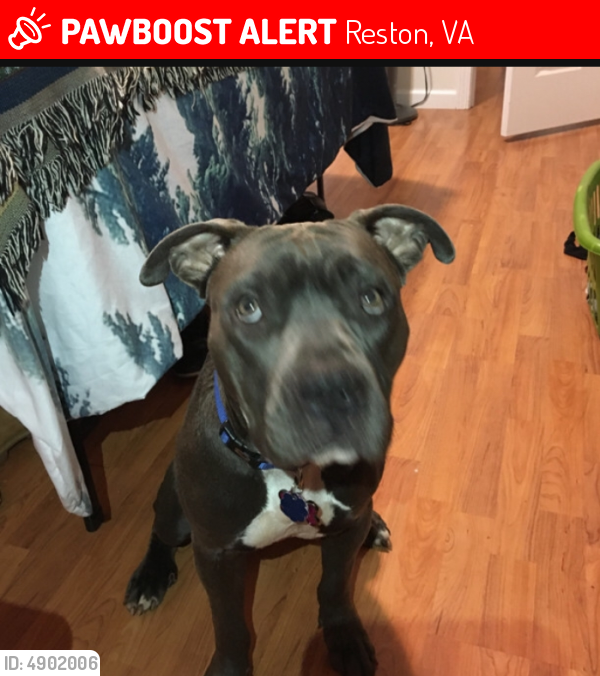Lost Female Dog In Reston Va 20190 Named Roxanne Id 4902006