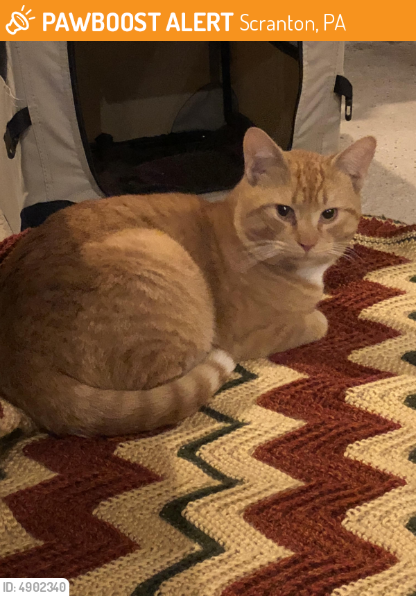 Rehomed Male Cat in Scranton, PA 18505 (ID 4902340) PawBoost