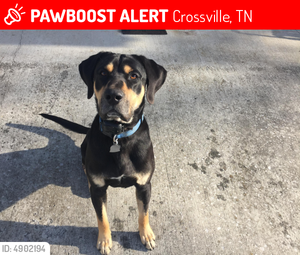 Lost Male Dog in Crossville, TN 38571 Named Samson (ID 4902194) PawBoost