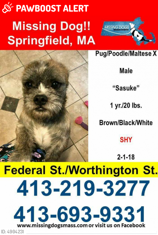 Lost Male Dog In West Springfield Ma 01089 Named Sasuke Id