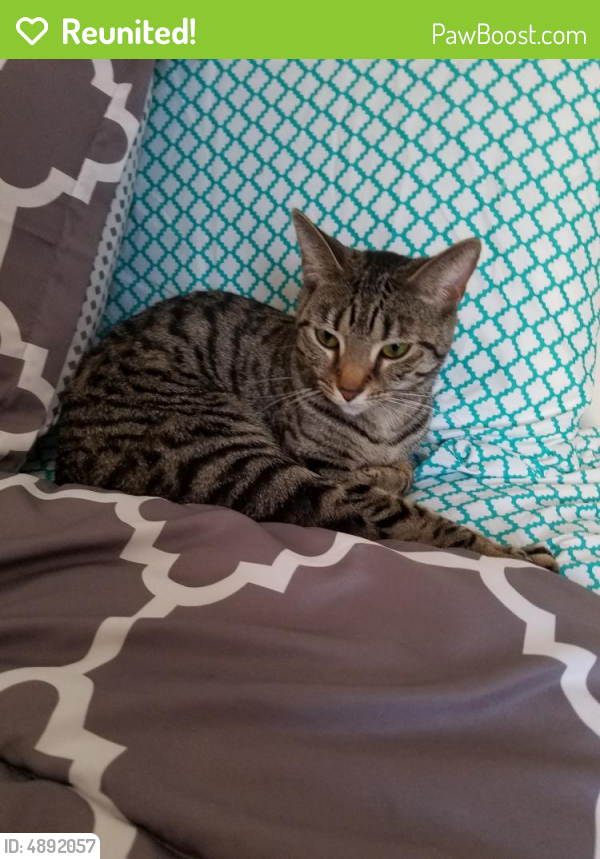 Reunited Female Cat in Youngstown, OH 44511 (ID 4892057) PawBoost