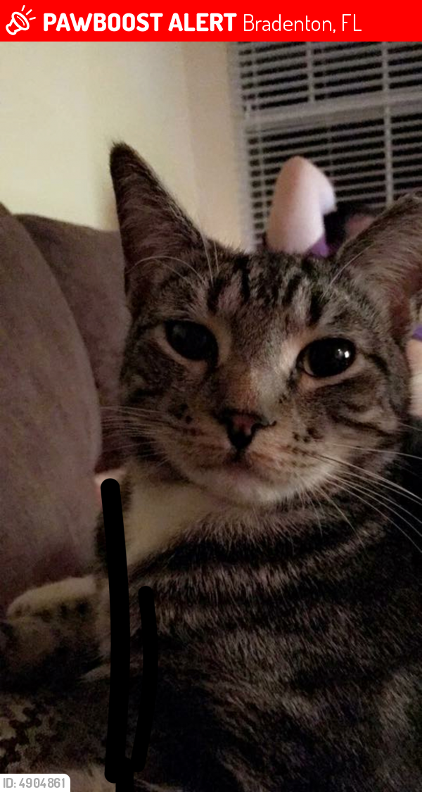 Lost Male Cat  in Bradenton  FL  34210 Named Finn ID 