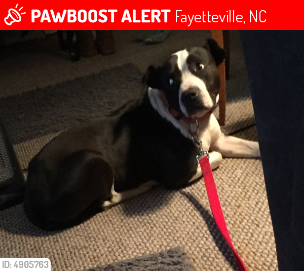 Lost Female Dog in Fayetteville, NC 28304 Named Queen (ID 4905763