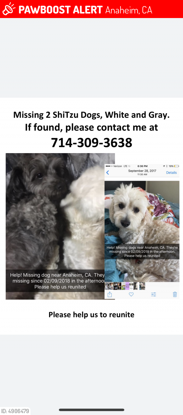 Grey Missing Huskies Pets Lost Female Dogs Personalized Dog