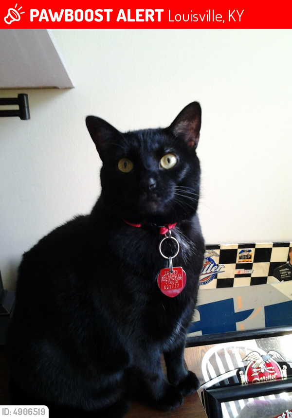 Lost Female Cat In Louisville Ky 40258 Named Midnight Id Free Download Nude Photo Gallery