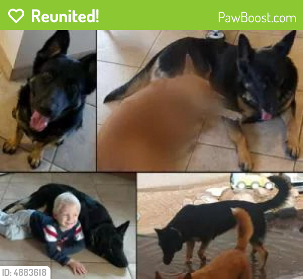 Reunited Female Dog in Apache Junction, AZ 85120 (ID 4883618) PawBoost