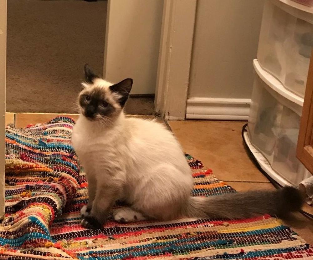 Lost & Found Dogs, Cats, and Pets in San Antonio, TX 78228 - Page ... Lost & Found Dogs, Cats, and Pets in San Antonio, TX 78228 - Page ...