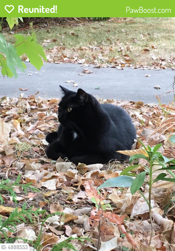 Reunited Male Cat in Bellevue, WA 98006 (ID 4888553) PawBoost