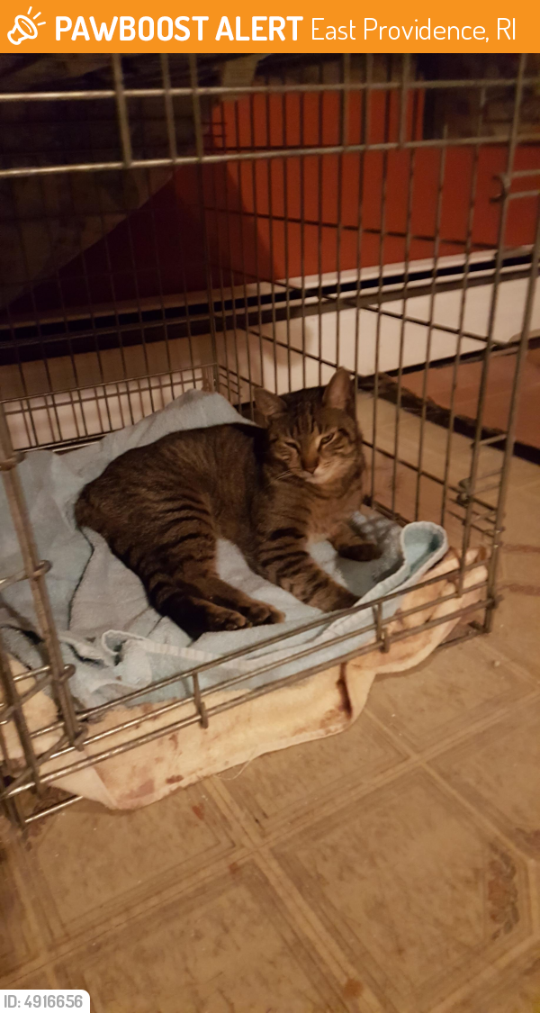 Found/Stray Male Cat in East Providence, RI 02914 (ID: 4916656) | PawBoost