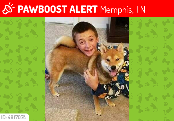 Lost Male Dog In Memphis Tn 38122 Named Peyton Id 4917074