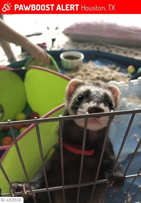 Lost Male Ferret in Houston, TX 77042 Named Harry (ID 4921556) PawBoost