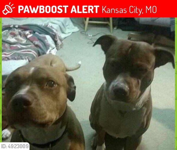 Lost Dog in Kansas City, MO 64117 Named Karma- female hoss -male barley