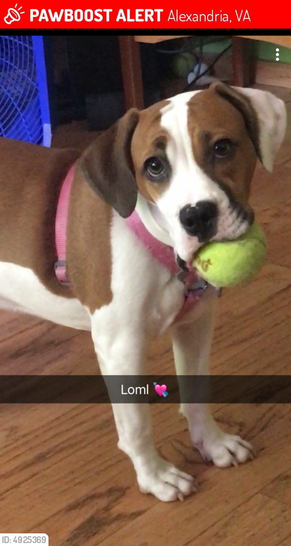Lost Female Dog in Alexandria, VA 22309 Named Canela (ID 4925369