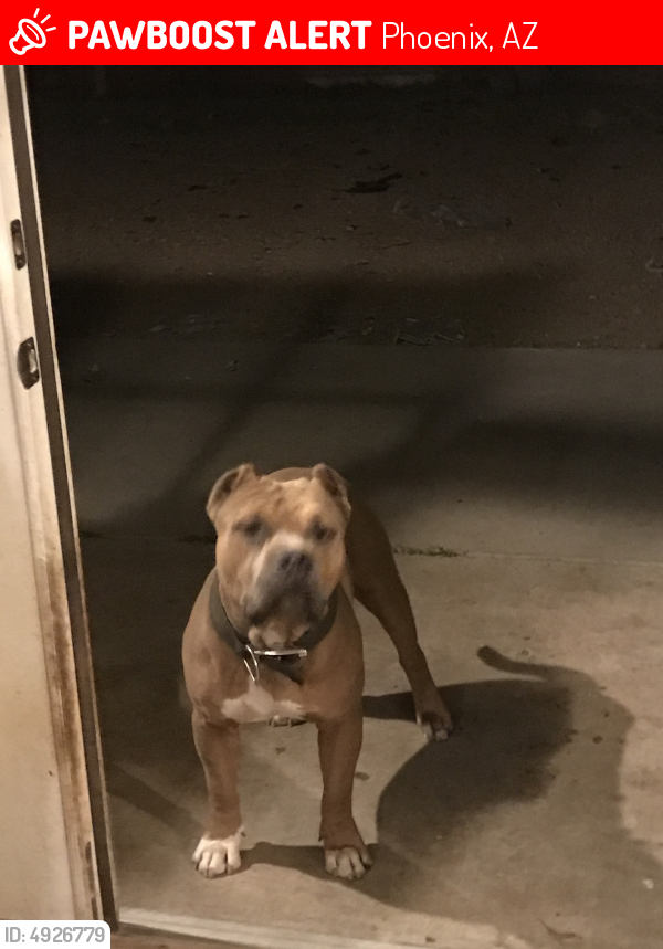 lost dog phoenix lost dog phoenix
