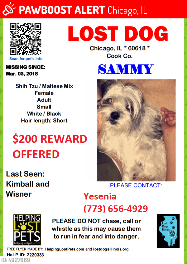 lost dog in chicago