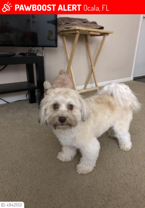 Lost Male Dog in Ocala, FL 34473 Named Latte (ID 4942153) PawBoost