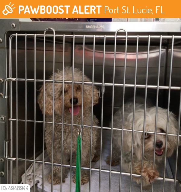 Found/Stray Dog in Port St. Lucie, FL 34983 (ID 4948944) PawBoost