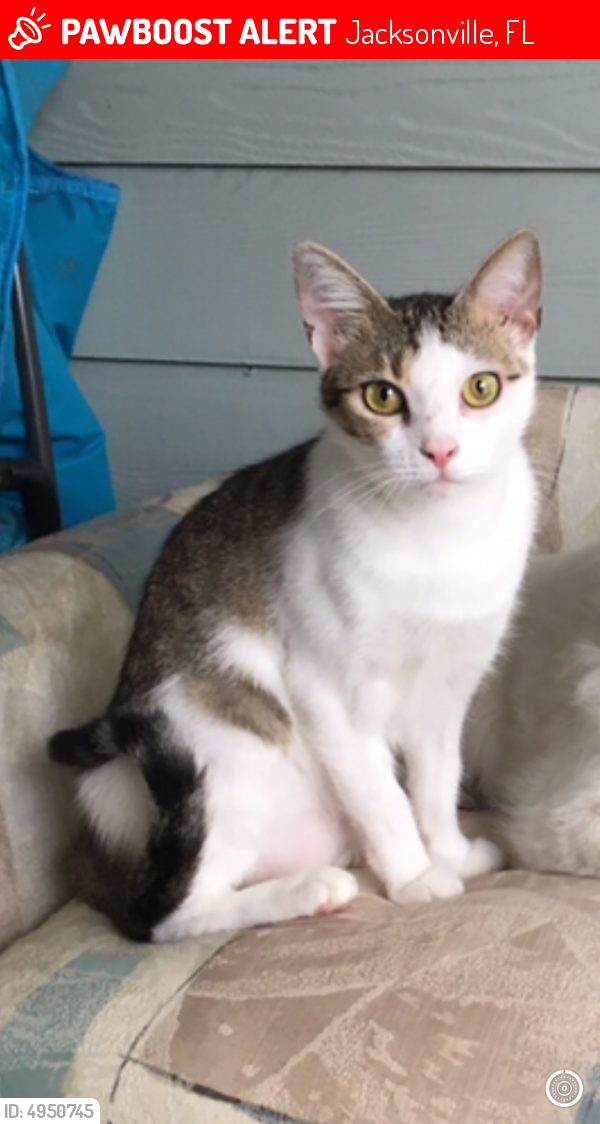 Lost Female Cat in Jacksonville, FL 32224 Named Diamond (ID 4950745