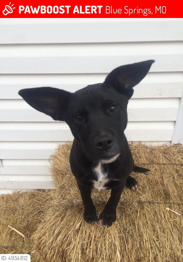 Lost Female Dog in Blue Springs, MO 64015 Named Tippy (ID 4954812