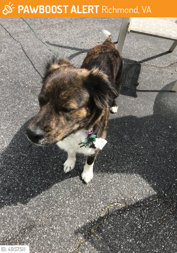 Found/Stray Female Dog in Richmond, VA 23234 (ID: 4957511 ...