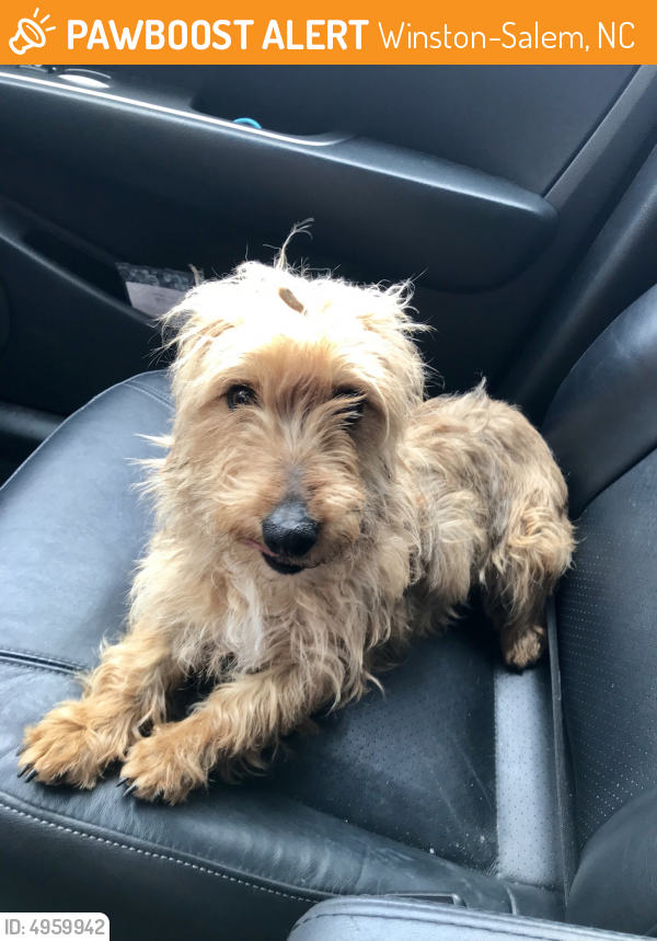 Found/Stray Dog in Winston-Salem, NC 27101 (ID: 4959942) | PawBoost