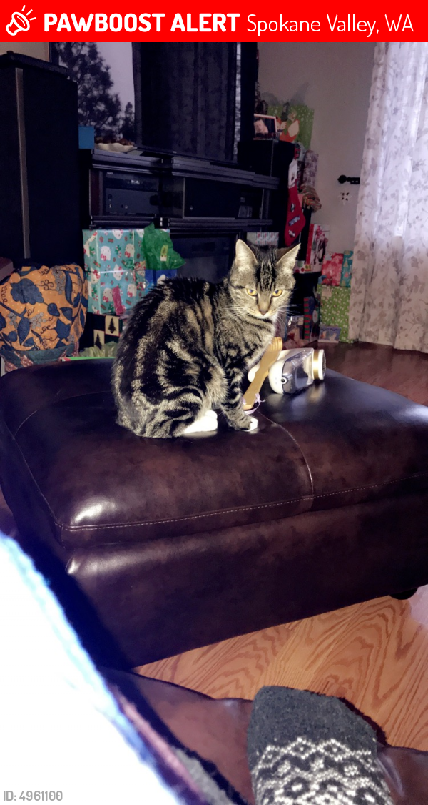 Lost Female Cat in Spokane Valley, WA 99212 Named Daisy (ID 4961100