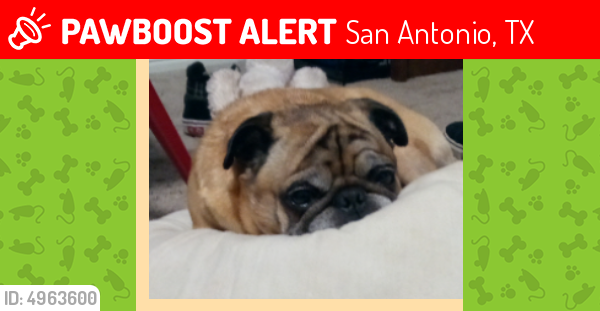 lost dog in san antonio lost dog in san antonio