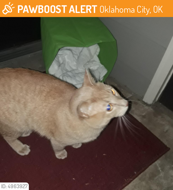 Found/Stray Cat in Oklahoma City, OK 73139 (ID 4963927) PawBoost
