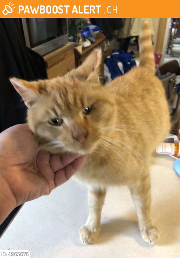 Found/Stray Male Cat in , OH 44416 (ID 4965676) PawBoost