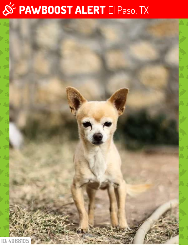 Lost Male Dog in El Paso, TX 79924 Named Duke (ID: 4968105 ...