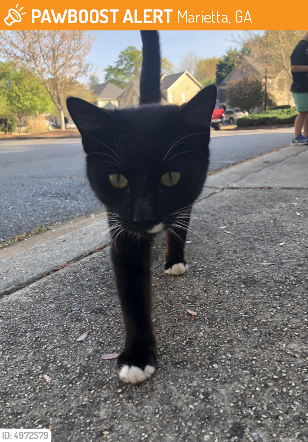 Found/Stray Cat in Marietta, GA 30066 (ID: 4972579) | PawBoost