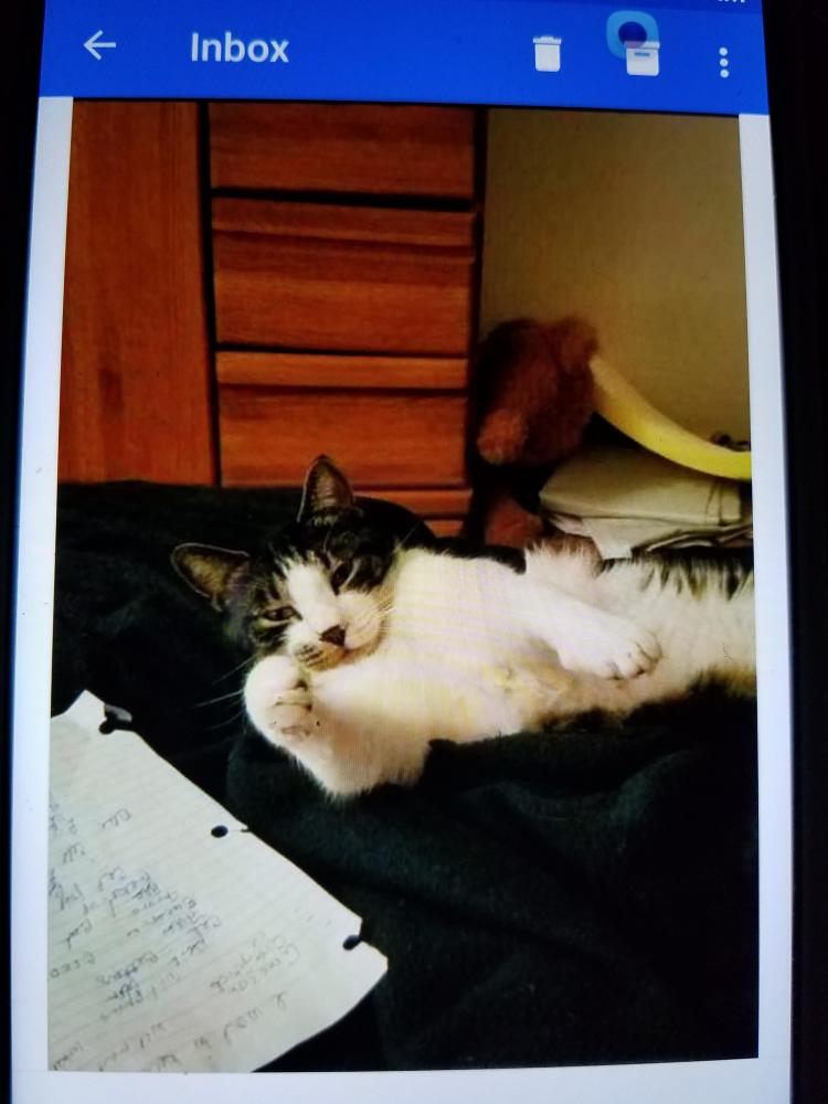 Lost Male Cat In Boise Id 83702 Named Toby Id 4973174 Pawboost